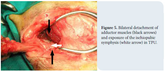 Transpelvic urethrostomy in three cats