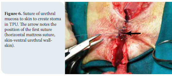 Transpelvic urethrostomy in three cats