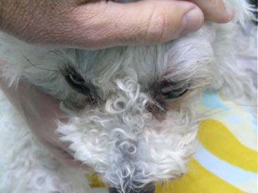 Neoplasia of lacrimal gland origin in a dog