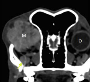 Neoplasia of lacrimal gland origin in a dog