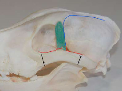 Neoplasia of lacrimal gland origin in a dog