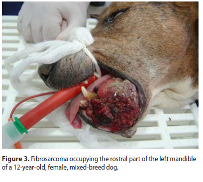 Canine oral neoplasms treated by surgical excision Retrospective study of 63 cases 