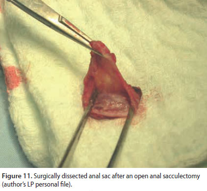 Αnal sacculectomy in dogs and cats