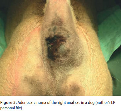 Αnal sacculectomy in dogs and cats