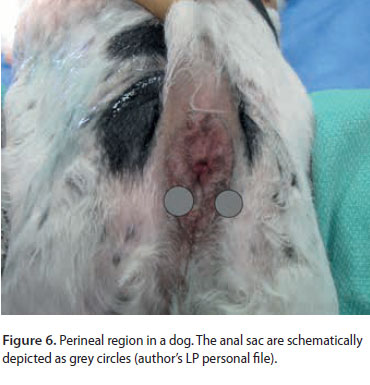 Αnal sacculectomy in dogs and cats