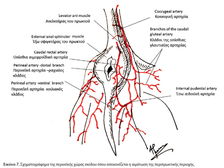 v8i2 anal sacculectomyn img7