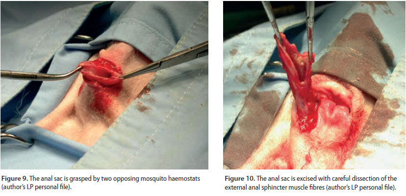 Αnal sacculectomy in dogs and cats