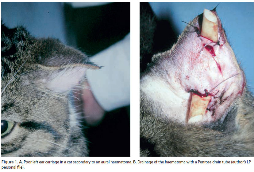 Management of aural haematoma with Penrose drainage in dogs and cats: a retrospective study of 53 cases (1996-2016)